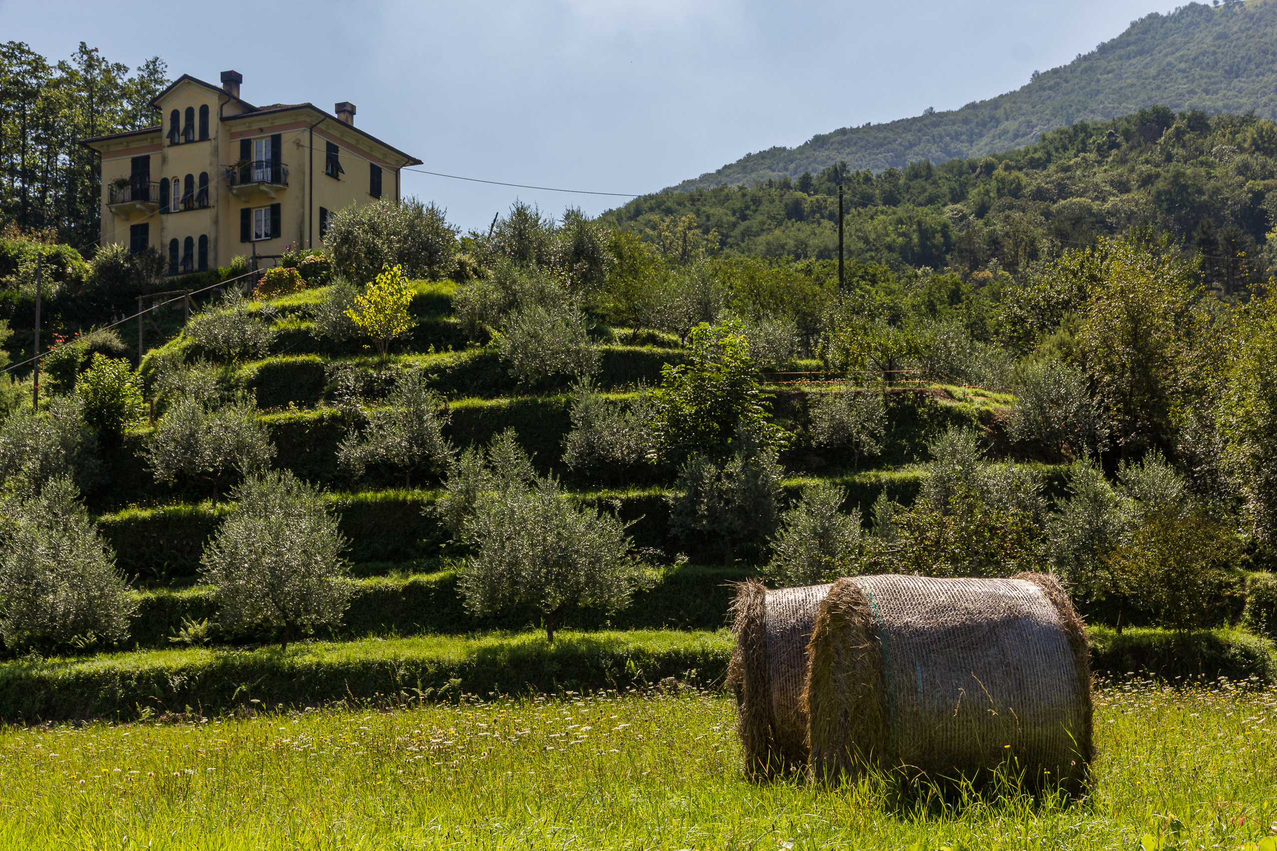 Oliventerrassen und eine Villa im Lavagnatal